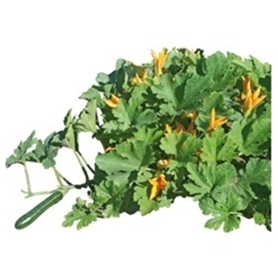 Zucchino Striato d'Italia (da Fiore)