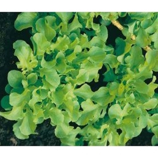Lattuga foglia di quercia verde NATUREL