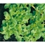 Lattuga foglia di quercia verde NATUREL
