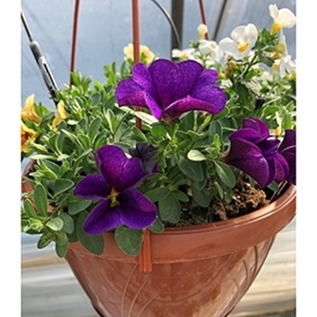 Composizioni Calibrachoa/Bacopa