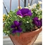 Composizioni Calibrachoa/Bacopa
