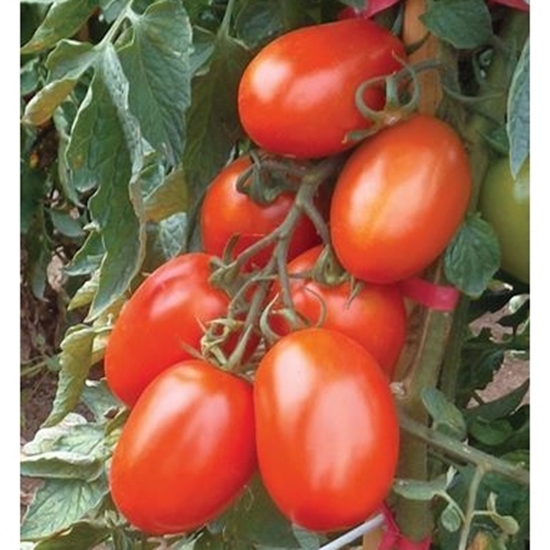 Pomodoro ovale KOKO' 