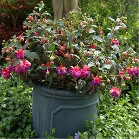 Fuchsia eretta WINSTON CHURCHILL