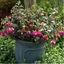Fuchsia eretta WINSTON CHURCHILL
