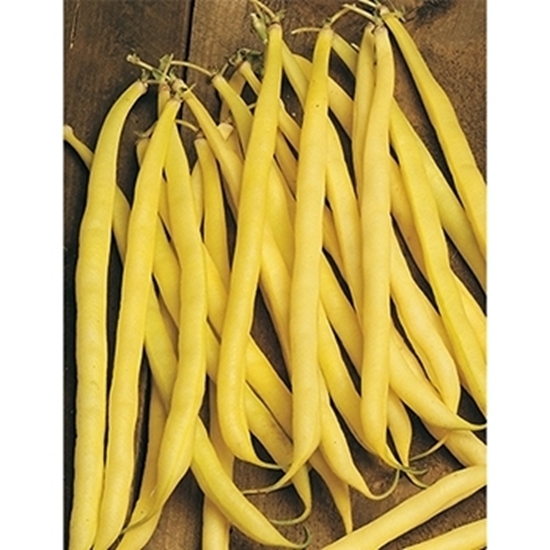 Fagiolino giallo URANUS 