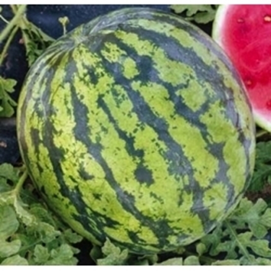 Anguria striata ASAHI MIYAKO