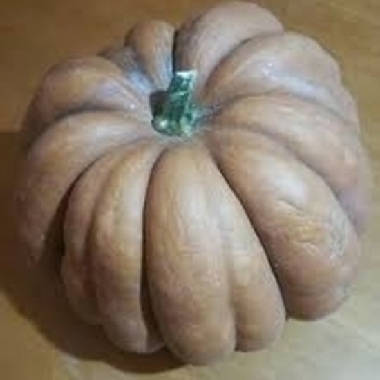 Zucca Moscata HERCULES
