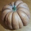 Zucca Moscata HERCULES