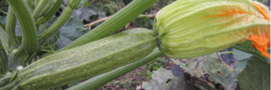 Immagine di Zucchino verde chiaro LIPARI