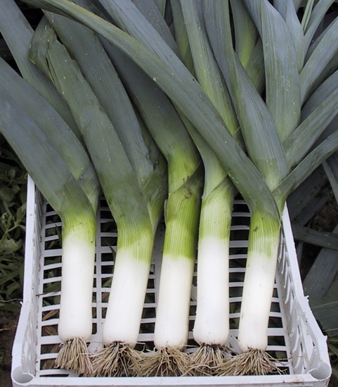 Immagine di Porro GINKA