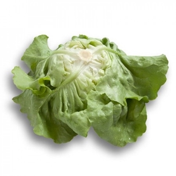 Immagine di Lattuga cappuccio verde BALLERINA RZ