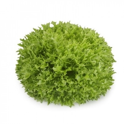 Immagine di Lattuga SALANOVA verde EXTEMP RZ