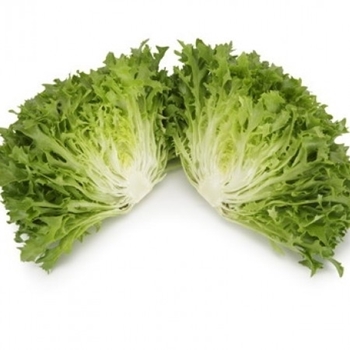 Immagine di Lattuga SALANOVA verde EXTEMP RZ