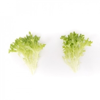 Immagine di Lattuga SALANOVA verde EXTEMP RZ