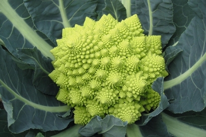 Immagine di Cavolfiore romanesco WHITE GOLD