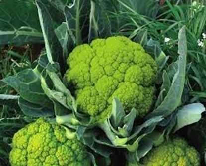 Immagine di Cavolfiore verde tipo Macerata TREVI