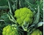 Immagine di Cavolfiore verde tipo Macerata TREVI
