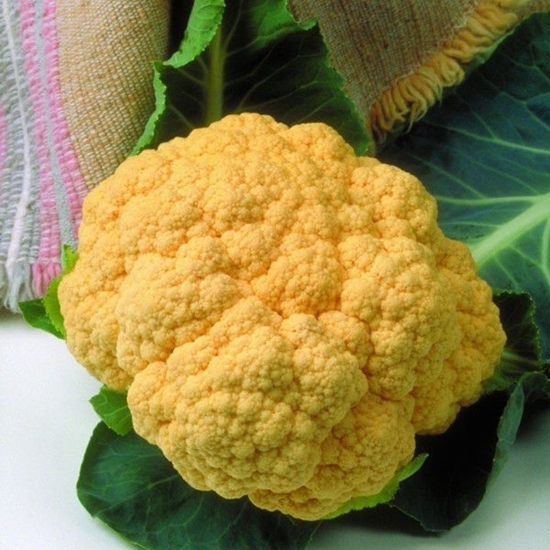 Immagine di Cavolfiore arancio CHEDDAR