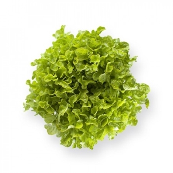 Immagine di Lattuga foglia di quercia verde KIREVE RZ