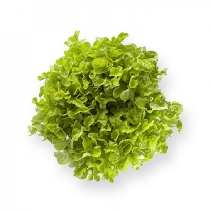 Immagine di Lattuga foglia di quercia verde KIREVE RZ