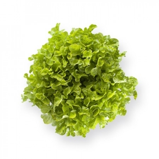 Immagine di Lattuga foglia di quercia verde KIREVE RZ