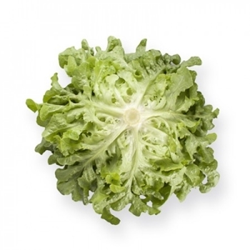 Immagine di Lattuga foglia di quercia verde KIREVE RZ