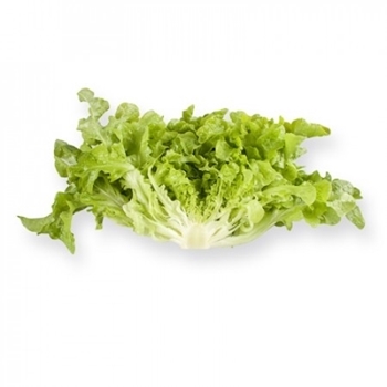 Immagine di Lattuga foglia di quercia verde KIREVE RZ
