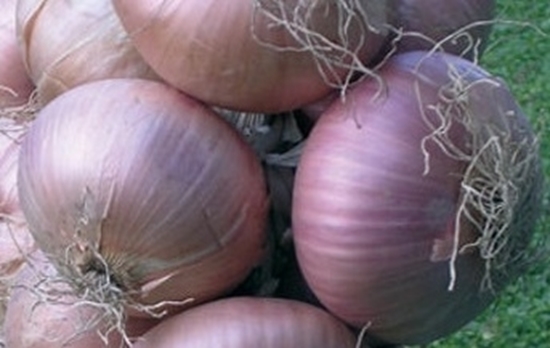 Immagine di Cipolla Ramata GLOBRUNA