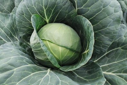 Immagine di cavolo cappuccio verde FARAO