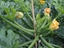 Immagine di Zucchino verde scuro GALATEA
