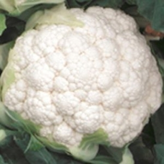 Cavolfiore bianco ARIZONA