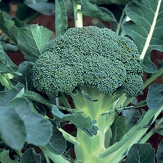 Cavolo Broccolo GREEN BELT