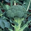 Cavolo Broccolo GREEN BELT