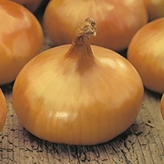 Cipolla Piatta Bionda