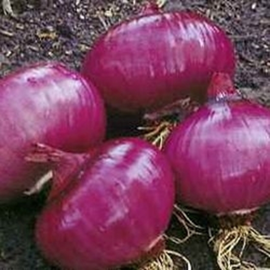 Cipolla Rossa tipo Tropea Tonda