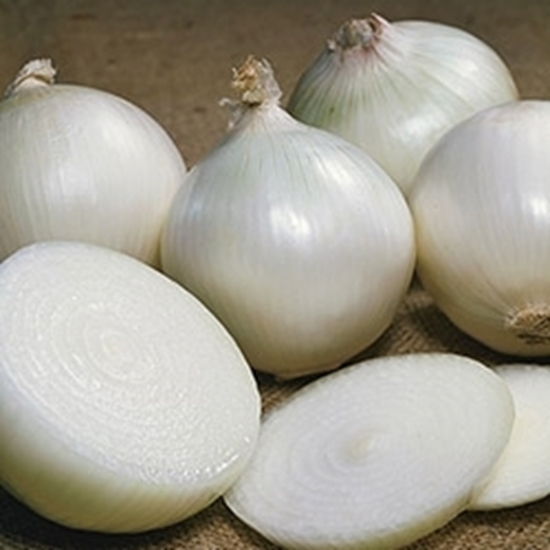 Cipolla tonda bianca AGOSTANA