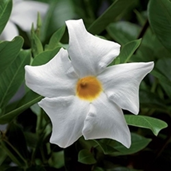 Dipladenia CLASSIC Bianca