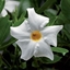 Dipladenia CLASSIC Bianca