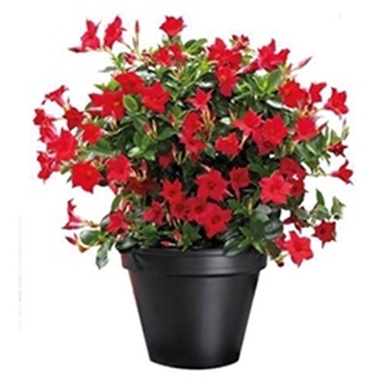 Dipladenia CLASSIC Rossa