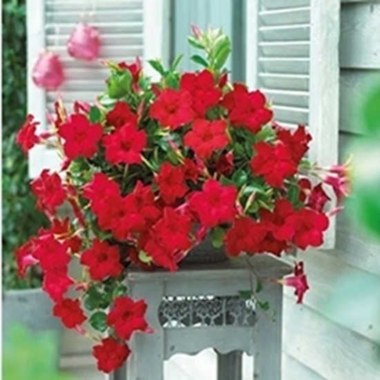 Dipladenia CLASSIC Rosso velluto