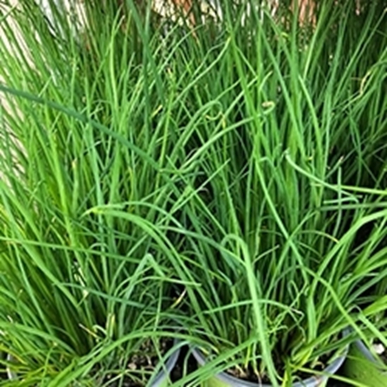 Erba Cipollina