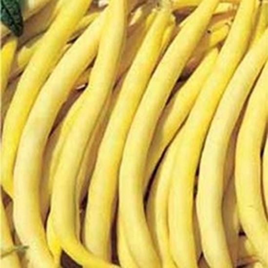 Fagiolino Nano Giallo