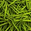 Fagiolino Nano Verde