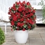 Dipladenia BEAUTY Rosso Vermilio