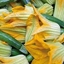 Zucchino Striato da Fiore
