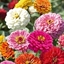 Zinnia