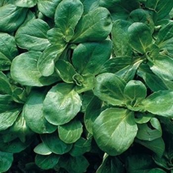 Valeriana TROPHY