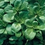Valeriana TROPHY