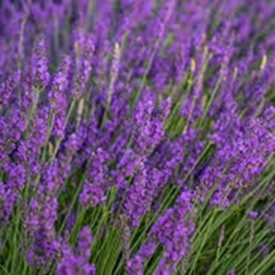 Lavanda Lavandula