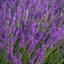 Lavanda Lavandula